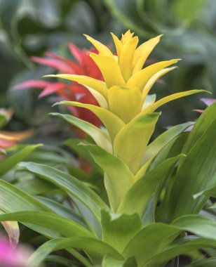 cam vazo içinde sunulan guzmania lingulata