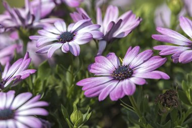 dimorphoteca güller vazoda