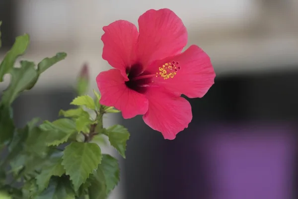 Hibiscus Rose Fleurs Dans Jardin — Photo