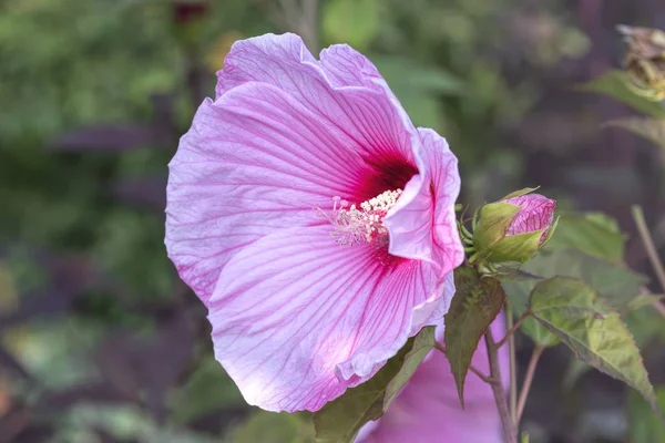 Rózsaszín Hibiscus Virágzik Kertben — Stock Fotó