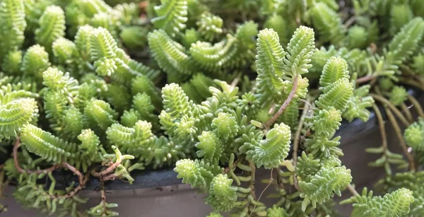 Planta Sedum Verde Jardim — Fotografia de Stock