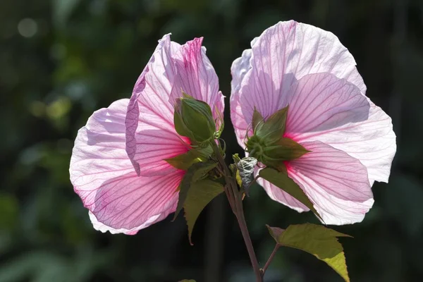 Рожевий Гібіскус Цвітіння Саду — стокове фото