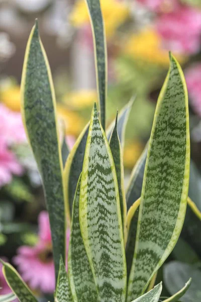 Succulent Plant Garden — Stock Photo, Image