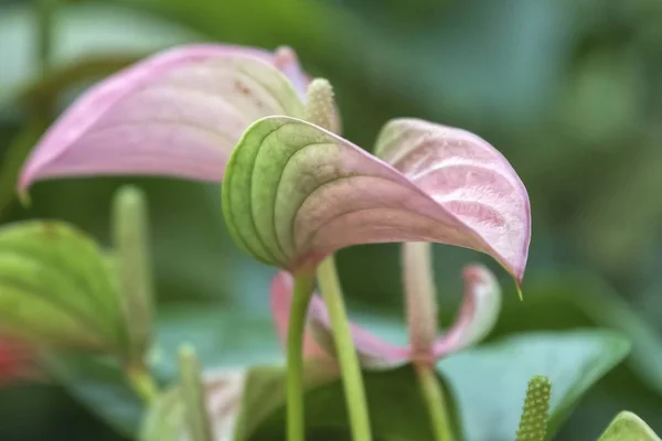 Anthurium Rosa Nel Vaso — Foto Stock