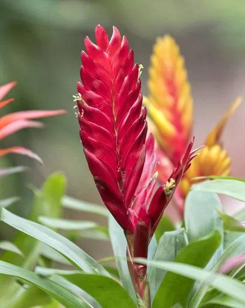 Vriesea Carinata Bloem Vaas — Stockfoto