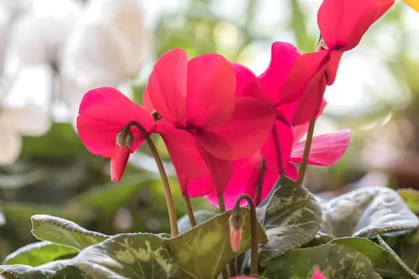 Ciclamen Rojo Flor Primavera —  Fotos de Stock