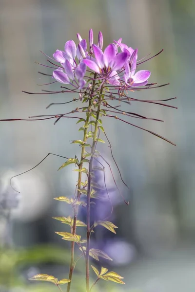 Flor Flor Jardín Primavera — Foto de Stock