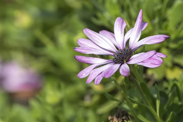 dimorphoteca african daisy in the vase