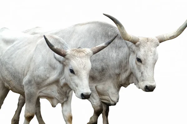 Vaca Aislada Sobre Fondo Blanco — Foto de Stock