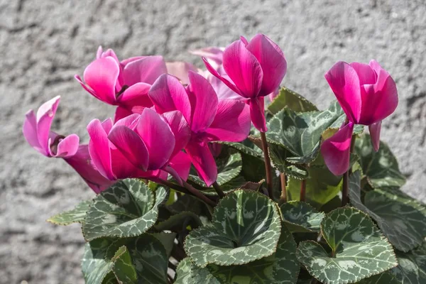 Rózsaszín Ciklámen Virágos Tavaszi — Stock Fotó