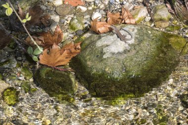 kertenkele rock nehir üzerinde