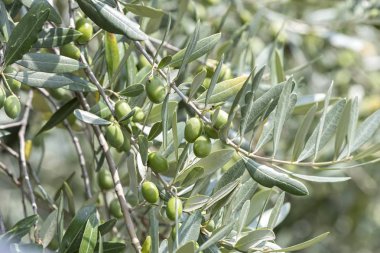 zeytin ağacı büyümeye