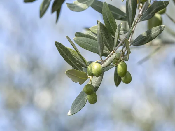 olives grow on tree