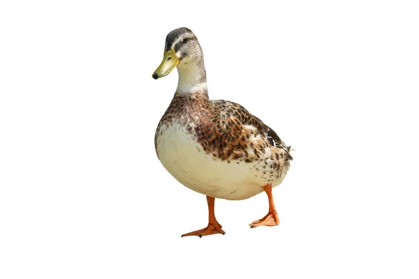 Isolierte Ente Auf Textur Hintergrund — Stockfoto