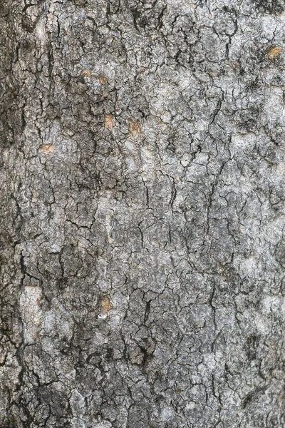 Текстурированный Ствол Дерева Фона Текстуры — стоковое фото