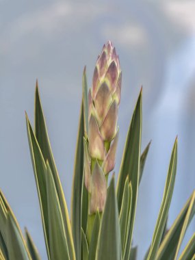 Vazoda çiçek etli bitki