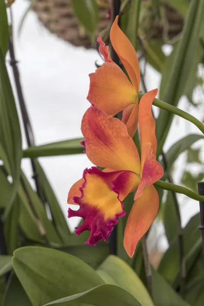 Orquídea Flor Jardim — Fotografia de Stock