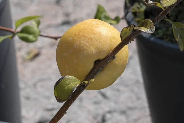 Planta Cidonia Con Fruta Jardín —  Fotos de Stock