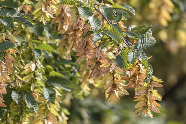 Haagbeuk Boom Het Park Zomer — Stockfoto