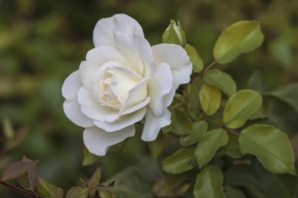 Rosa Blanca Jardín —  Fotos de Stock