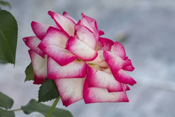 Pink Rose Garden — Stock Photo, Image