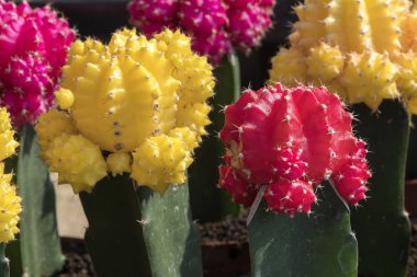 çiçek vazoda renkli etli bitki