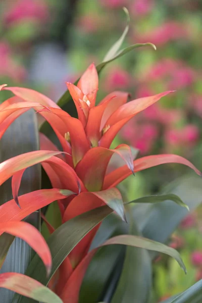 Guzmania Lingulata Vaas — Stockfoto