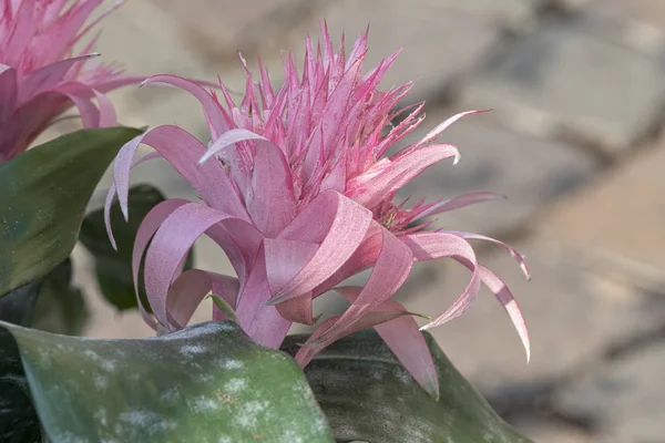 Pink Aechmea Flower Bloom Vase — Stock Photo, Image