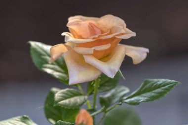 Bahçedeki Güller Açtı