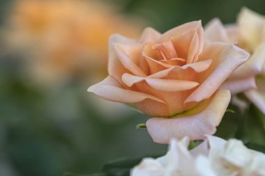 Bahçedeki Güller Açtı