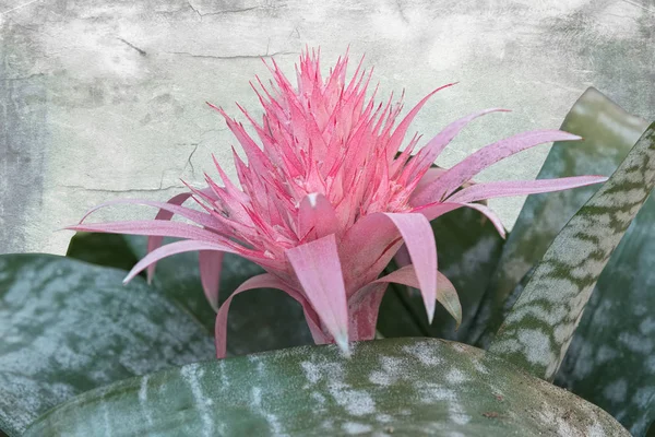 Izole Pembe Aechmea Çiçek Dokulu Arka Plan Üzerinde — Stok fotoğraf