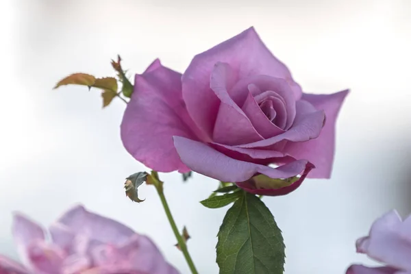Rosa Jardín — Foto de Stock