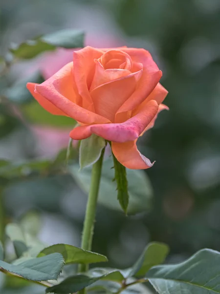 Orange Rose Garden — Stock Photo, Image