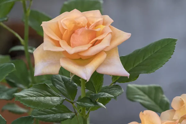 Roses Bloom Garden — Stock Photo, Image