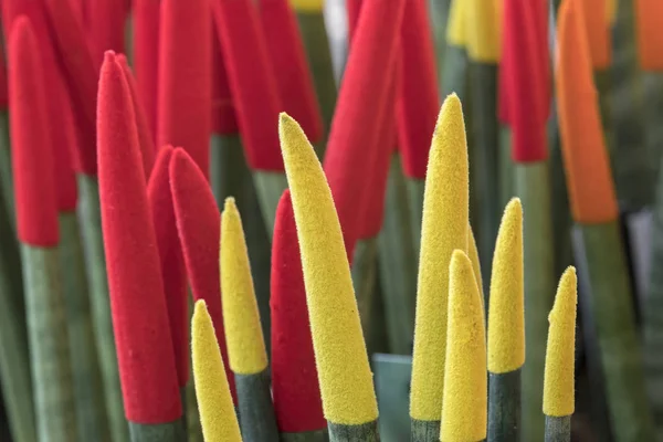 Färgglada Sansevieria Hypocysta Blomma Trädgården — Stockfoto