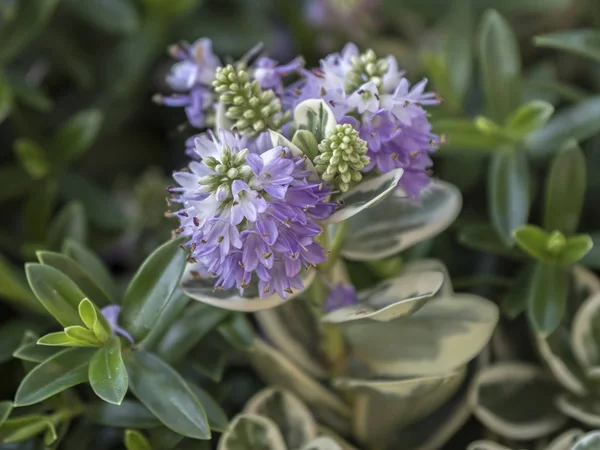 Hebe Plant Winter — Stock Photo, Image