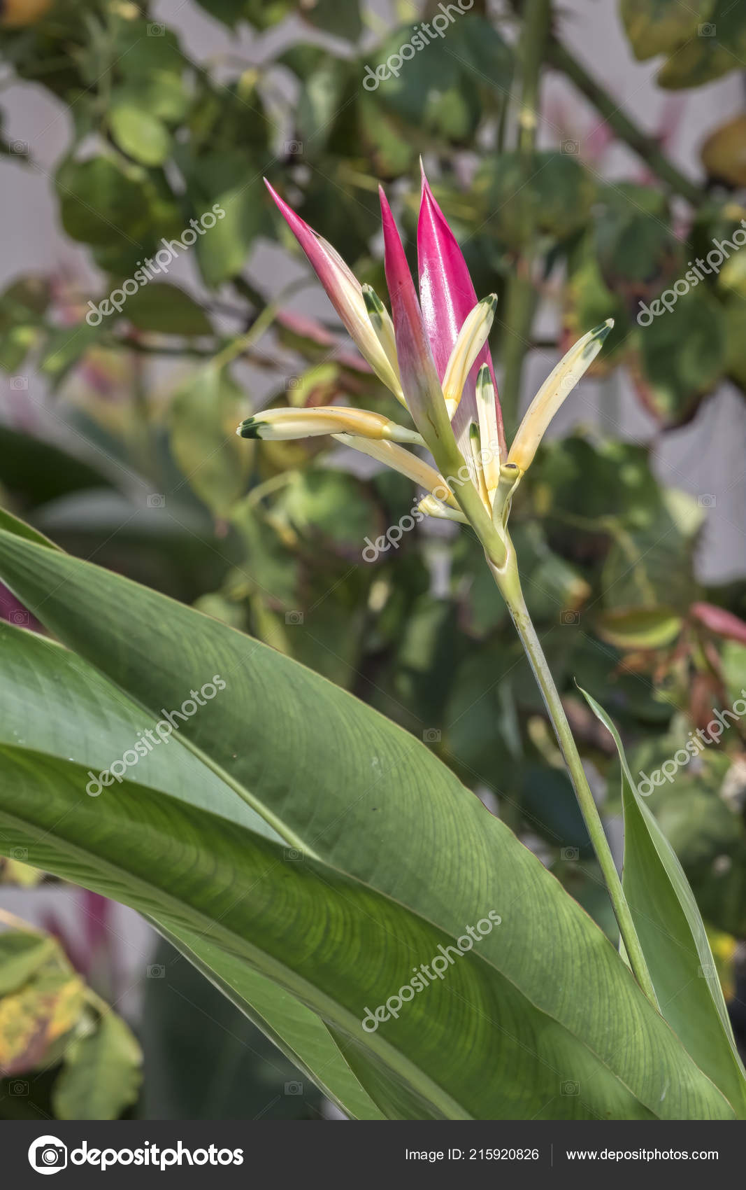 Strelitzia Oiseau Du Paradis Jardiner Avec Jean Paul