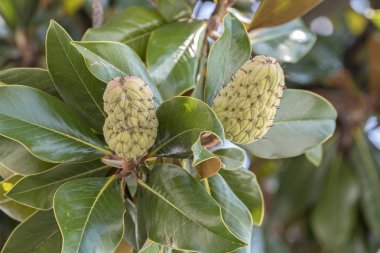 tohum Manolya çiçek ağaç üzerinde