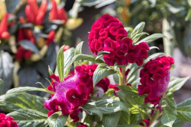 Kırmızı celosia cristata bahçede çiçek