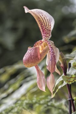 Orkide Çiçek bahçesinde