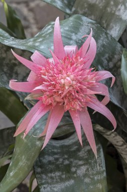 pembe aechmea Çiçek Aranjman Çiçek