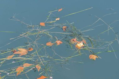 su üzerinde sonbahar yaprak
