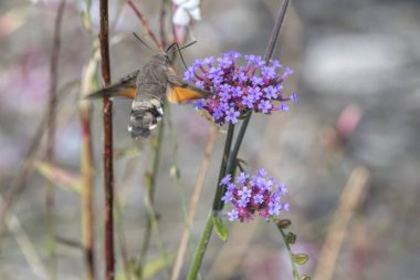 Galyum çiçek Sfenks