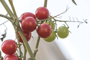 Domates sebze bahçesinde yetişen