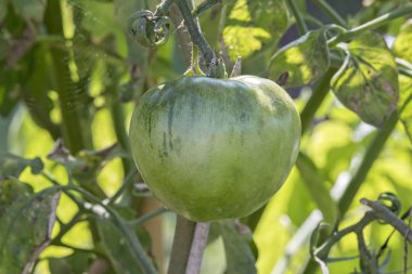 Domates sebze bahçesinde yetişen
