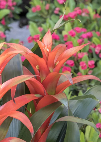 Guzmania Lingulata Vázában — Stock Fotó