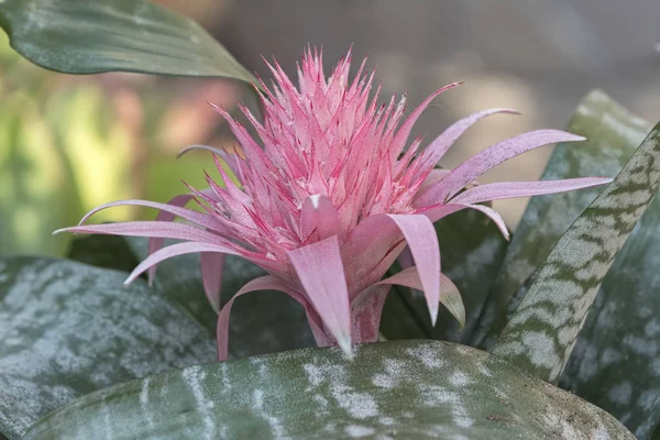 Pembe Aechmea Çiçek Aranjman Çiçek — Stok fotoğraf