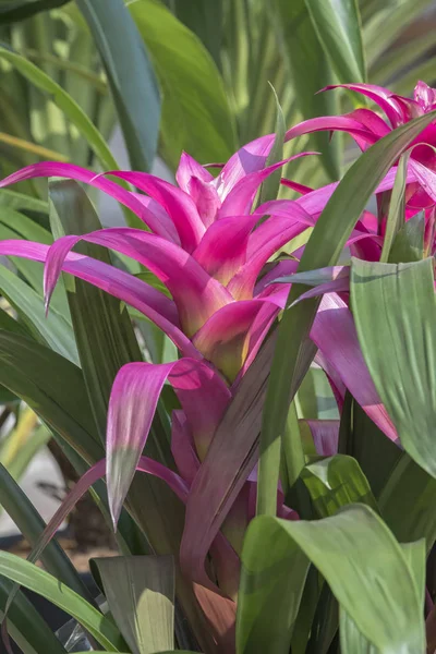 Guzmania Lingulata Vaso — Fotografia de Stock