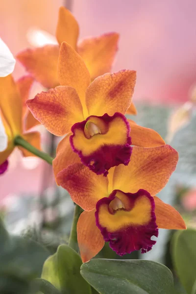 Orchidée Fleur Dans Jardin — Photo