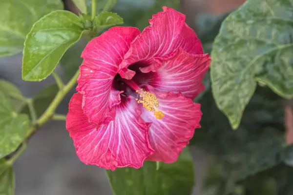 Hibisco Flor Jardim — Fotografia de Stock